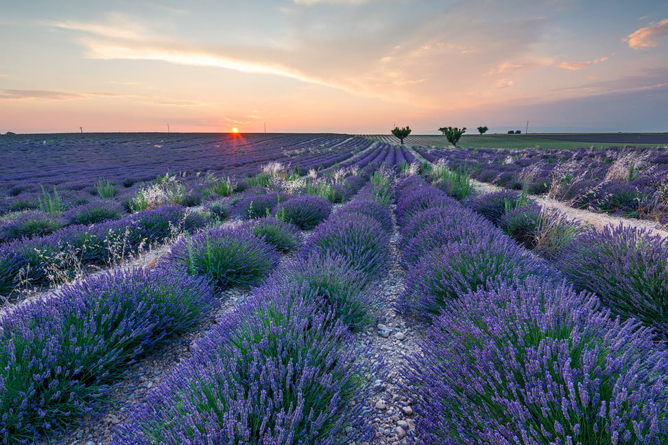 Lavender field in Valensole, France