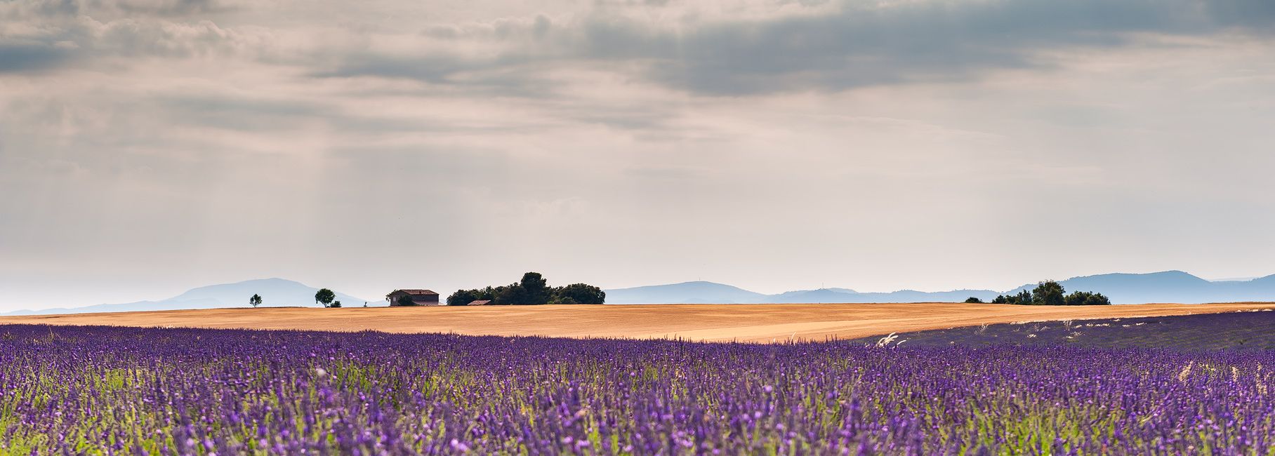 Lavender field in Valensole, France