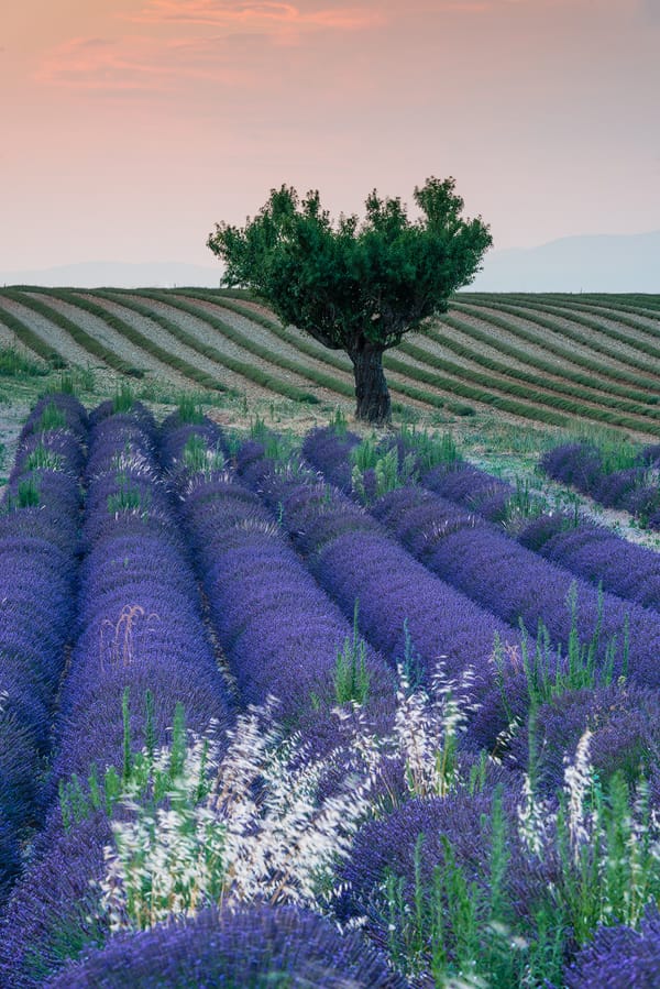 Lavender field in Valensole, France