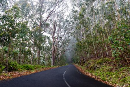 Madeira Eucalyptus forest