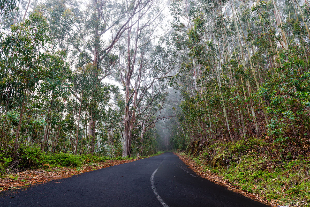 Madeira Eucalyptus forest, Portugal