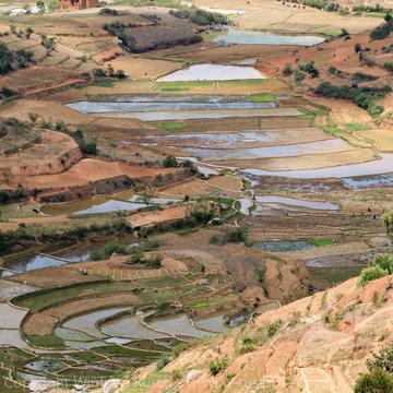 Reisfelder in der Nähe von Ambositra, Madagascar
