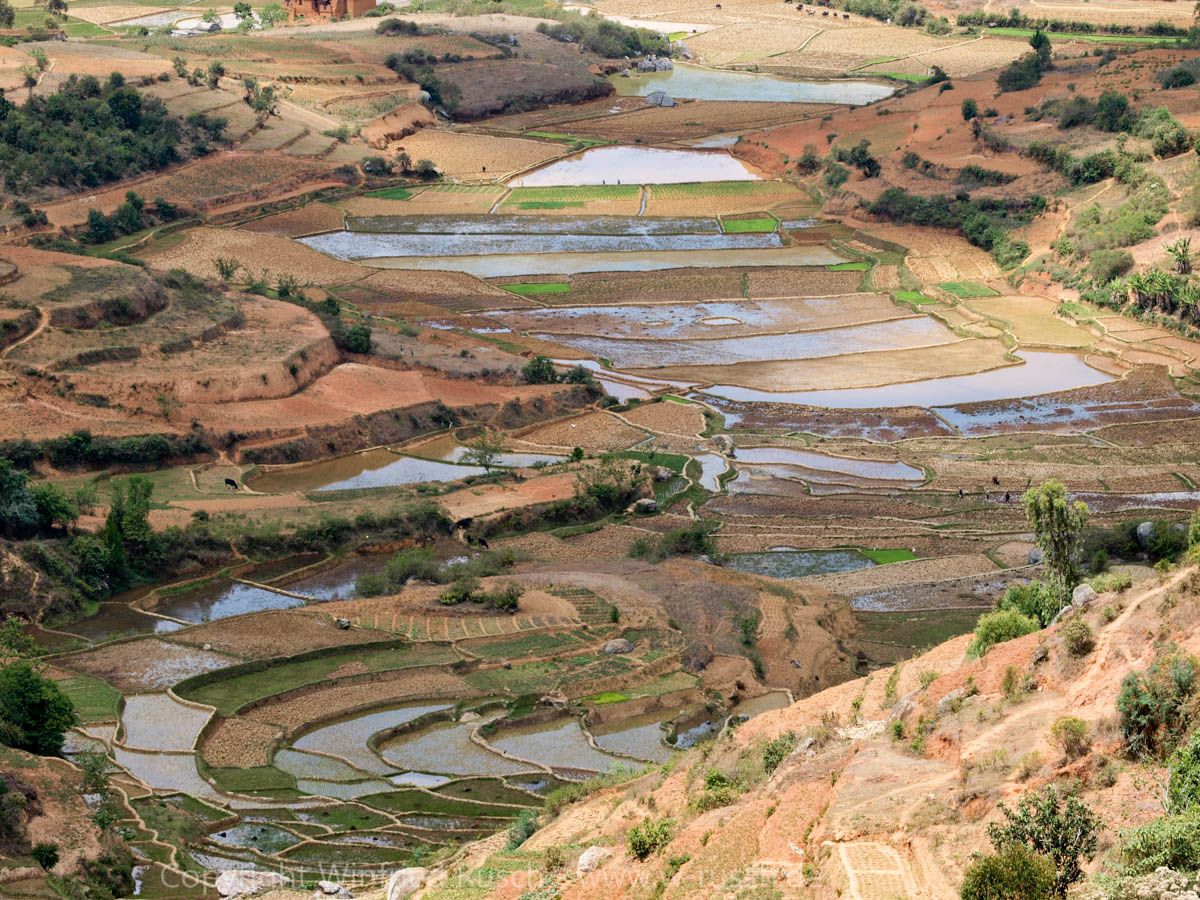 Reisfelder in der Nähe von Ambositra, Madagascar