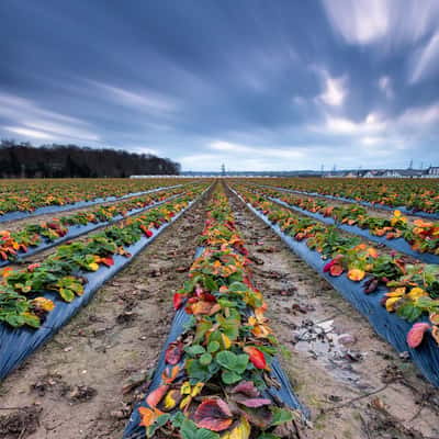 Strawberry fields, Germany