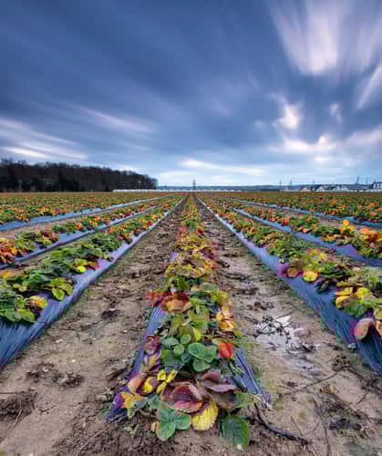 Strawberry fields