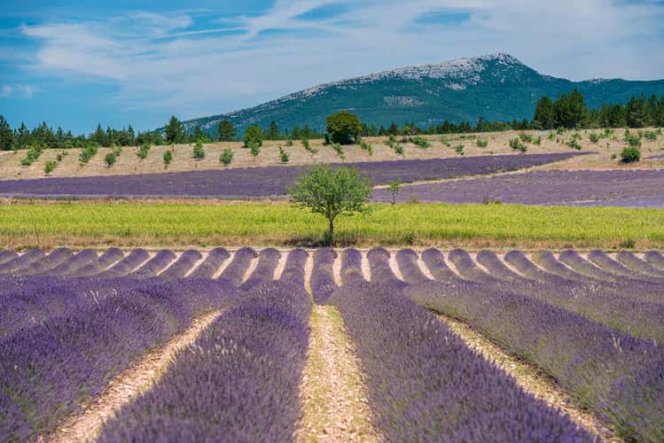 The perfect Lavenderfield in the Provence