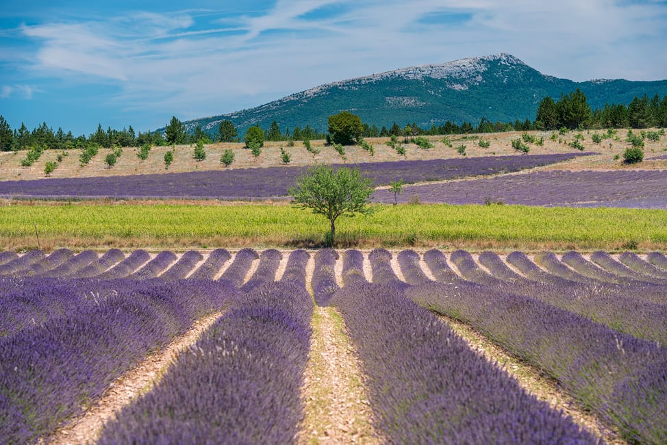 The perfect Lavenderfield in the Provence, France