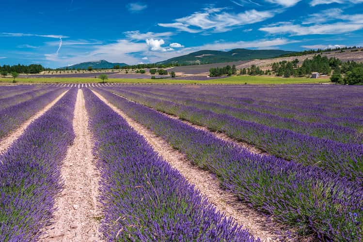 The perfect Lavenderfield in the Provence
