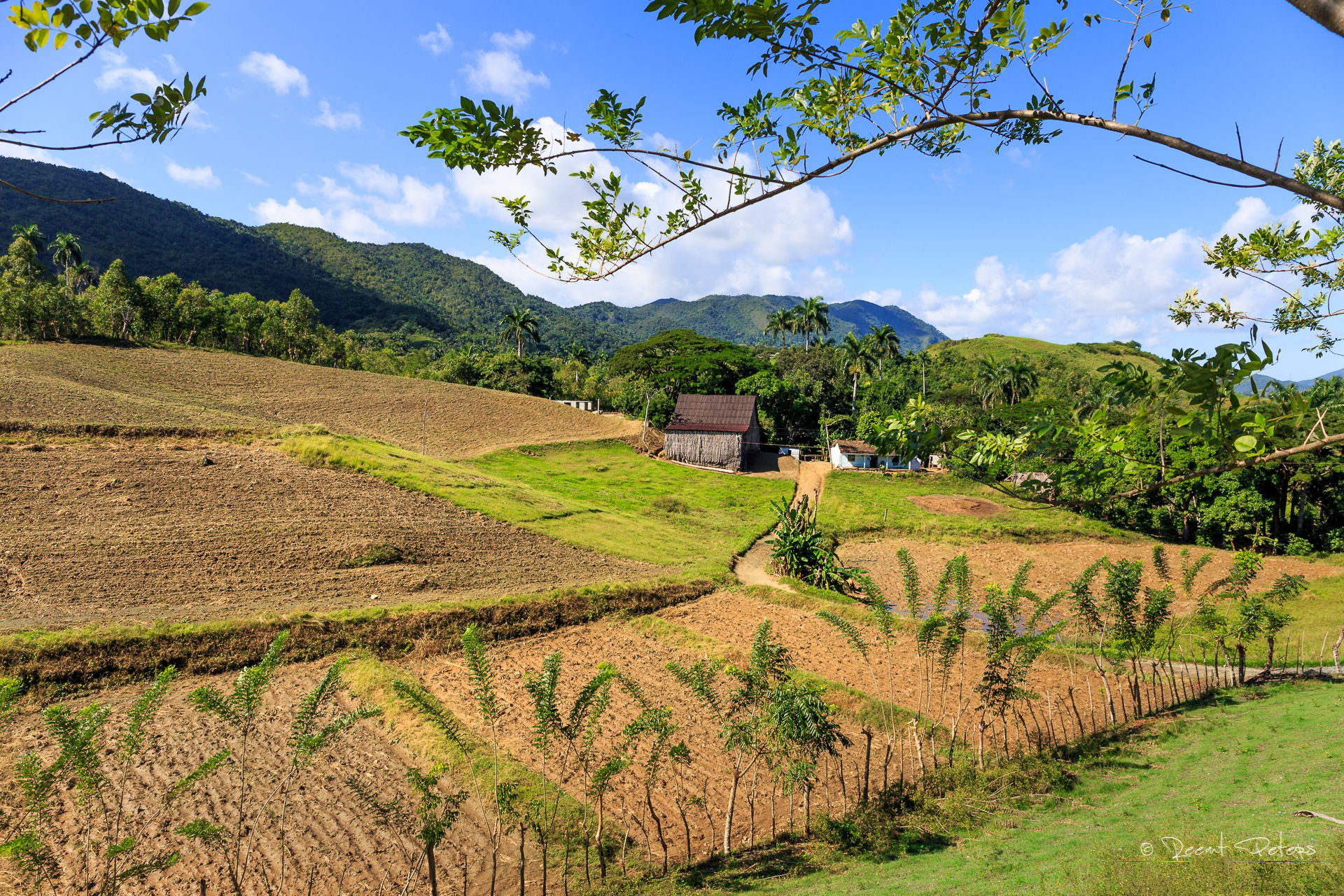 Tobacco Farm, Cuba