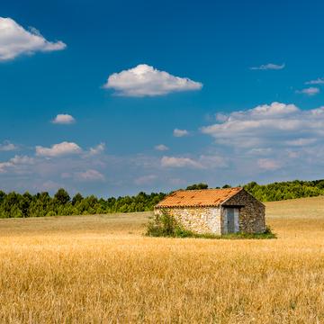 Valensole Wheat fields, France