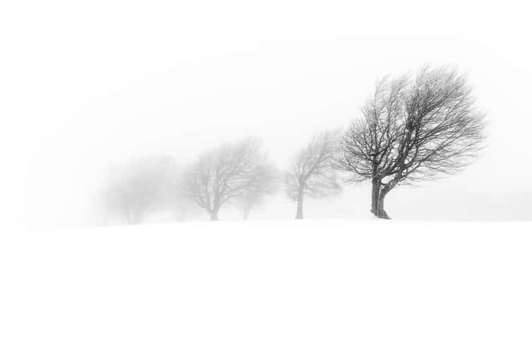 Windbeeches at Schauinsland