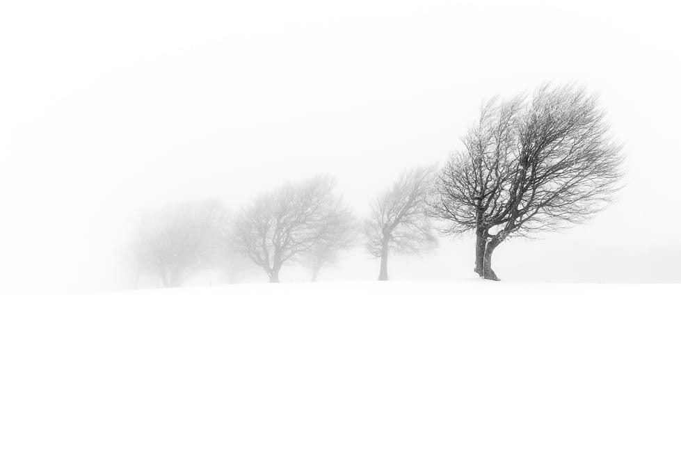 Windbeeches at Schauinsland, Germany