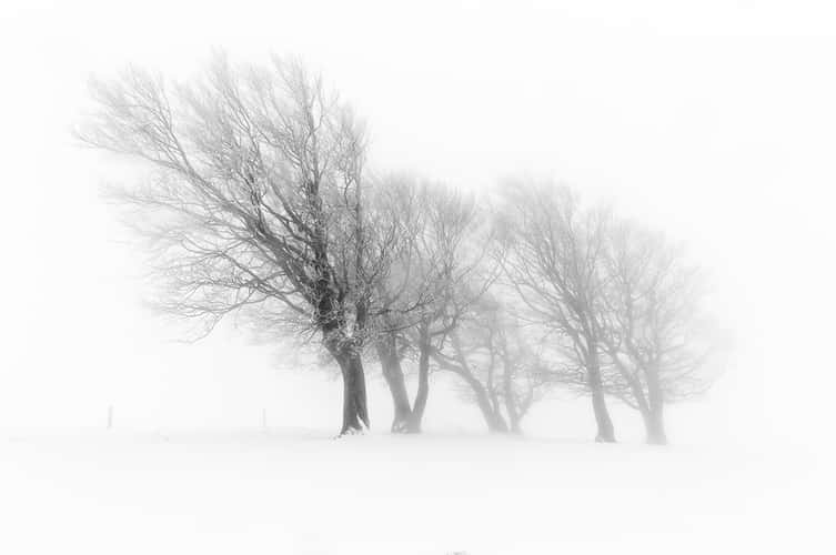 Windbeeches at Schauinsland