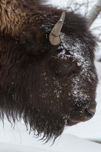 Yellowstone Park - Winter