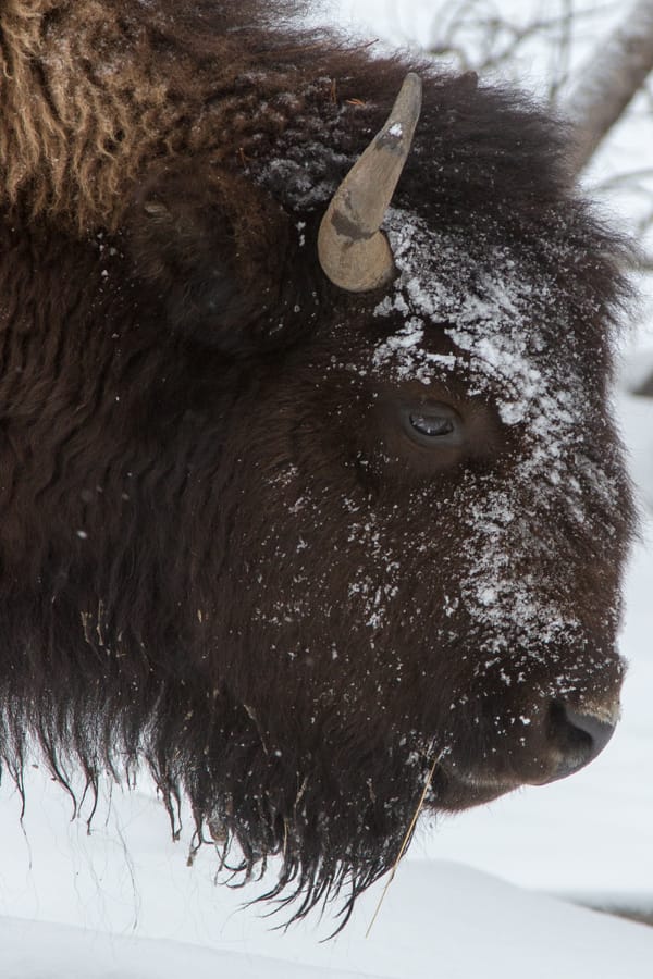 Yellowstone Park - Winter, USA