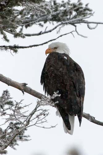 Yellowstone Park - Winter