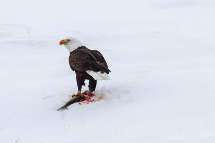 Yellowstone Park - Winter