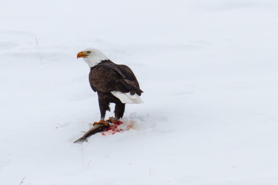 Yellowstone Park - Winter, USA