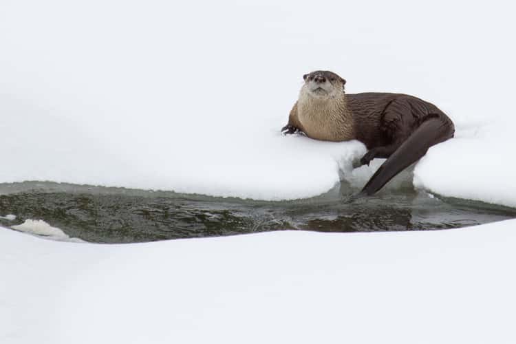 Yellowstone Park - Winter