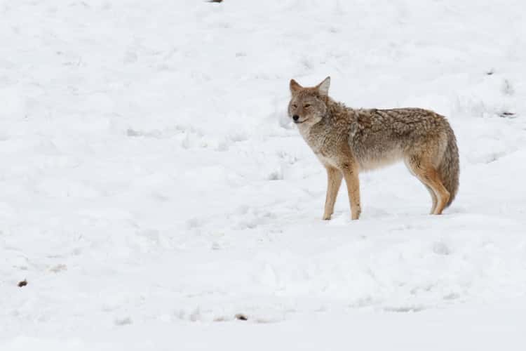 Yellowstone Park - Winter