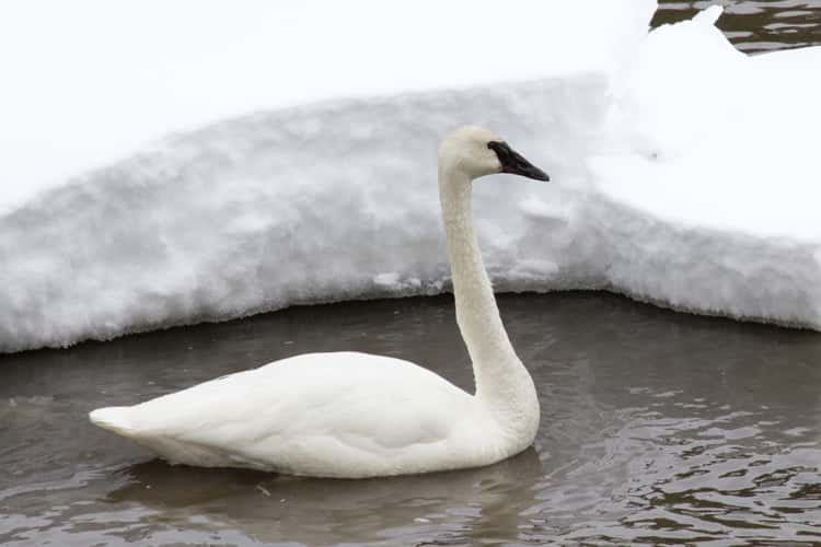 Yellowstone Park - Winter