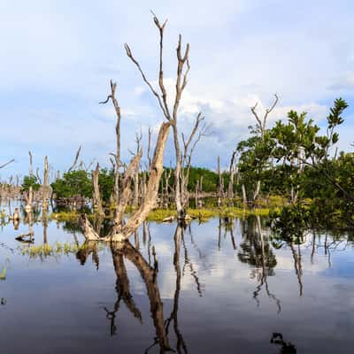 Cuban wetlands, Cuba