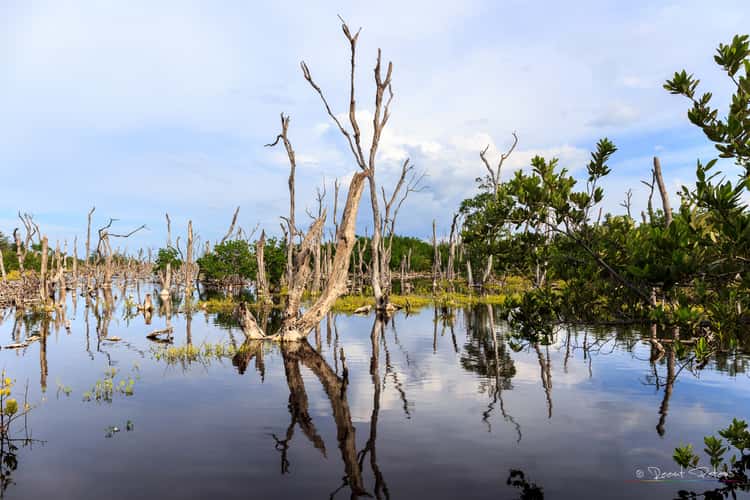 Cuban wetlands