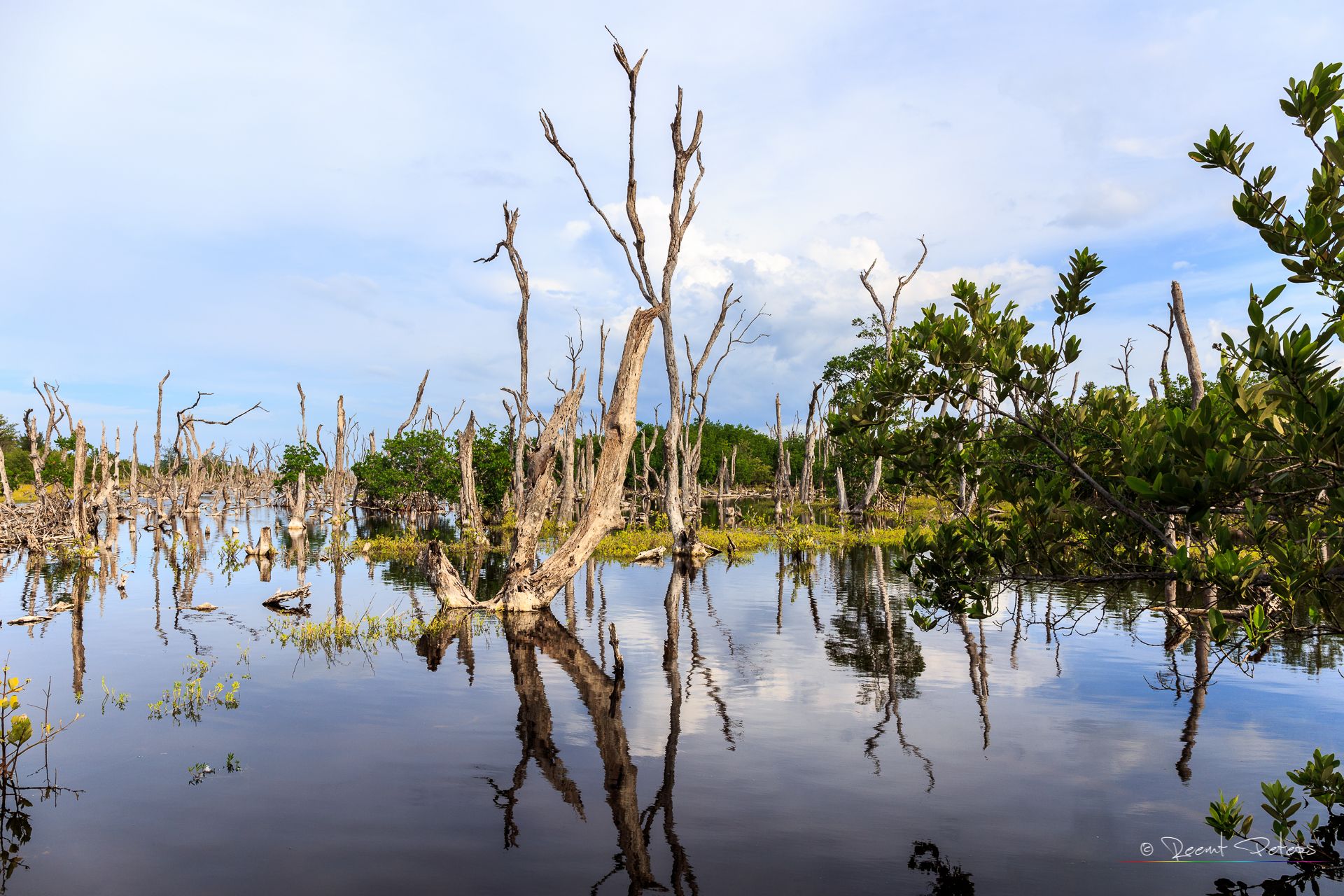 Cuban wetlands, Cuba