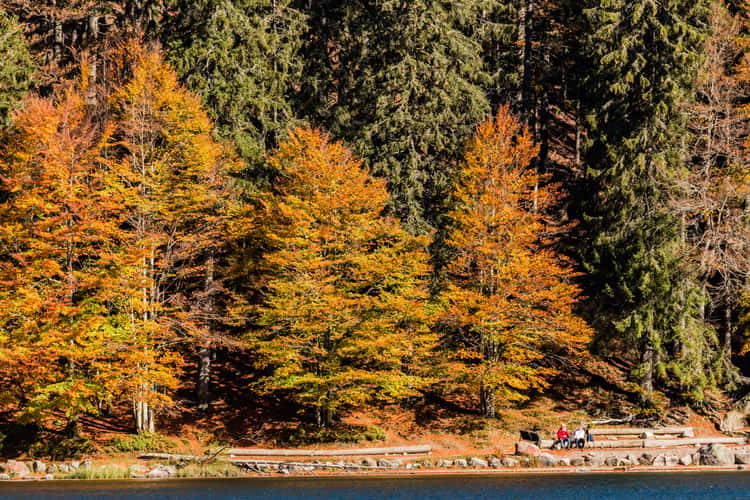 Feldsee, Black Forest