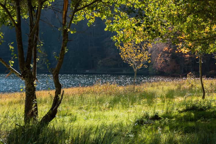Feldsee, Black Forest