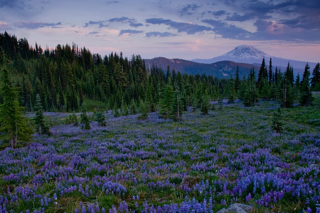 Goat Rocks Wilderness, USA