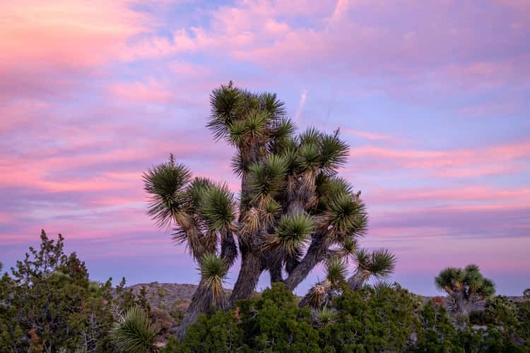 Keys View, Joshua Tree National Park