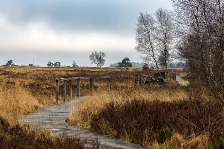 La Fagne de Malchamps I