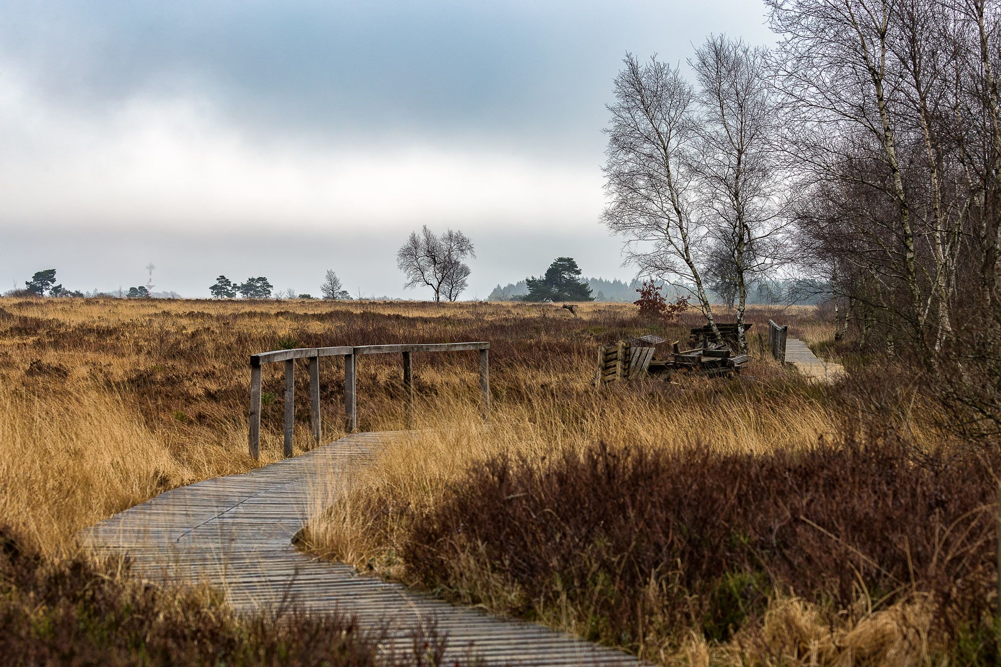 La Fagne de Malchamps I, Belgium