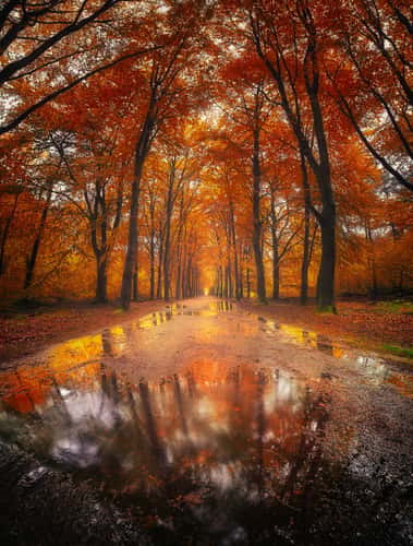 Magical autumn forest in Rijsterbos