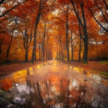 Magical autumn forest in Rijsterbos, Netherlands