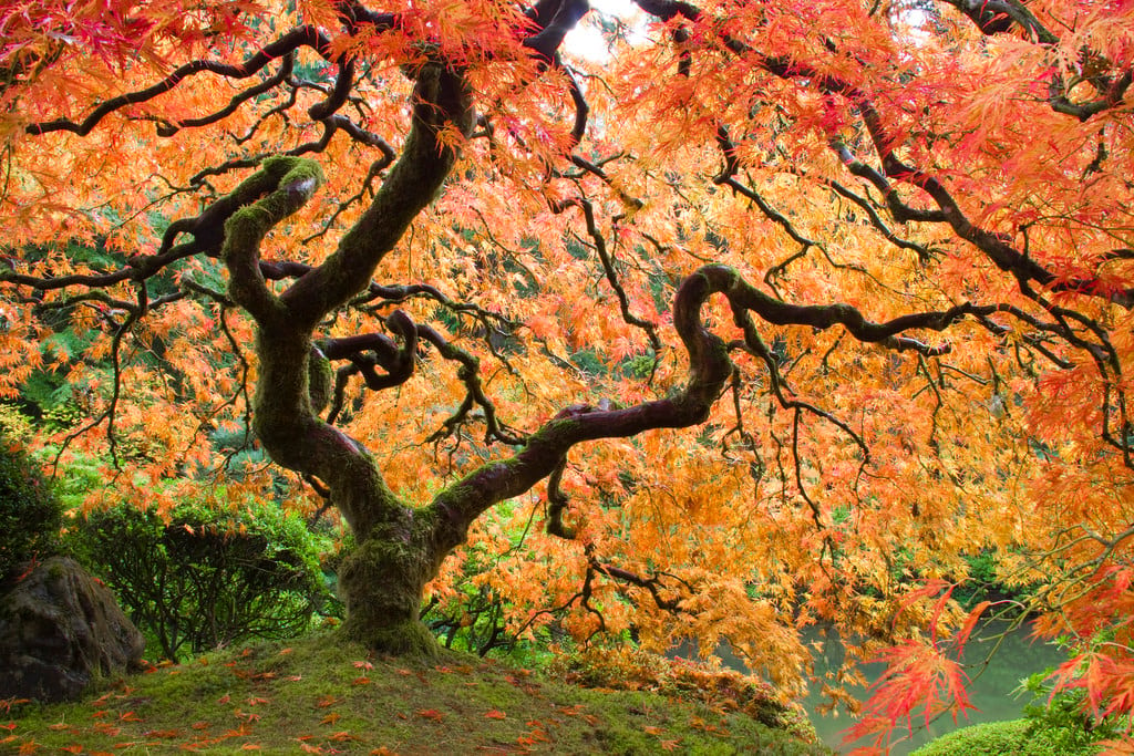 Portland Japanese Garden, Usa