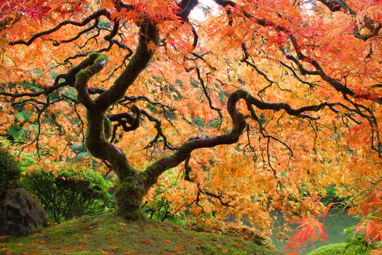 Portland Japanese Garden