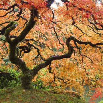 Portland Japanese Garden, USA