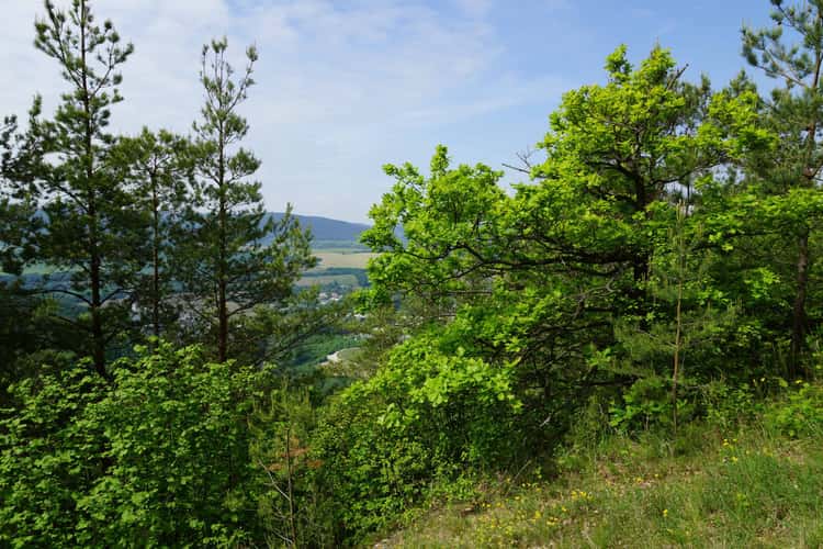 Preilipper Kuppe