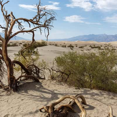 Sand dunes at Stovepipe wells in Death Valley, USA