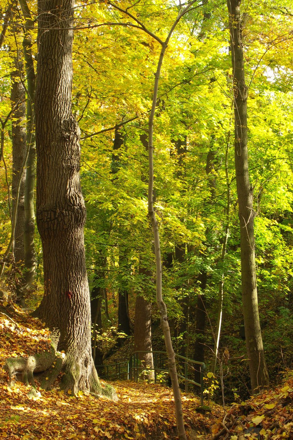 Siechenbach Tal, Germany
