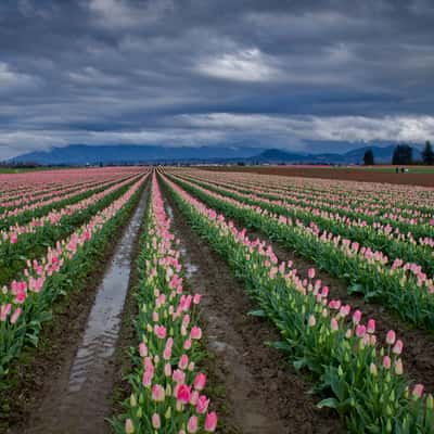 Skagit Valley Tulip Fields, USA