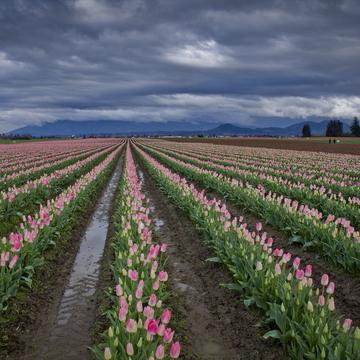 Skagit Valley Tulip Fields, USA
