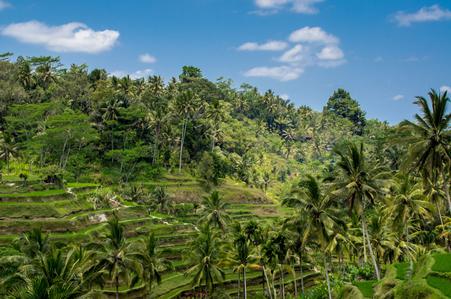 View to the Tegallalang Rice Terraces in Bali