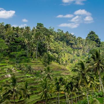 View to the Tegallalang Rice Terraces in Bali, Indonesia