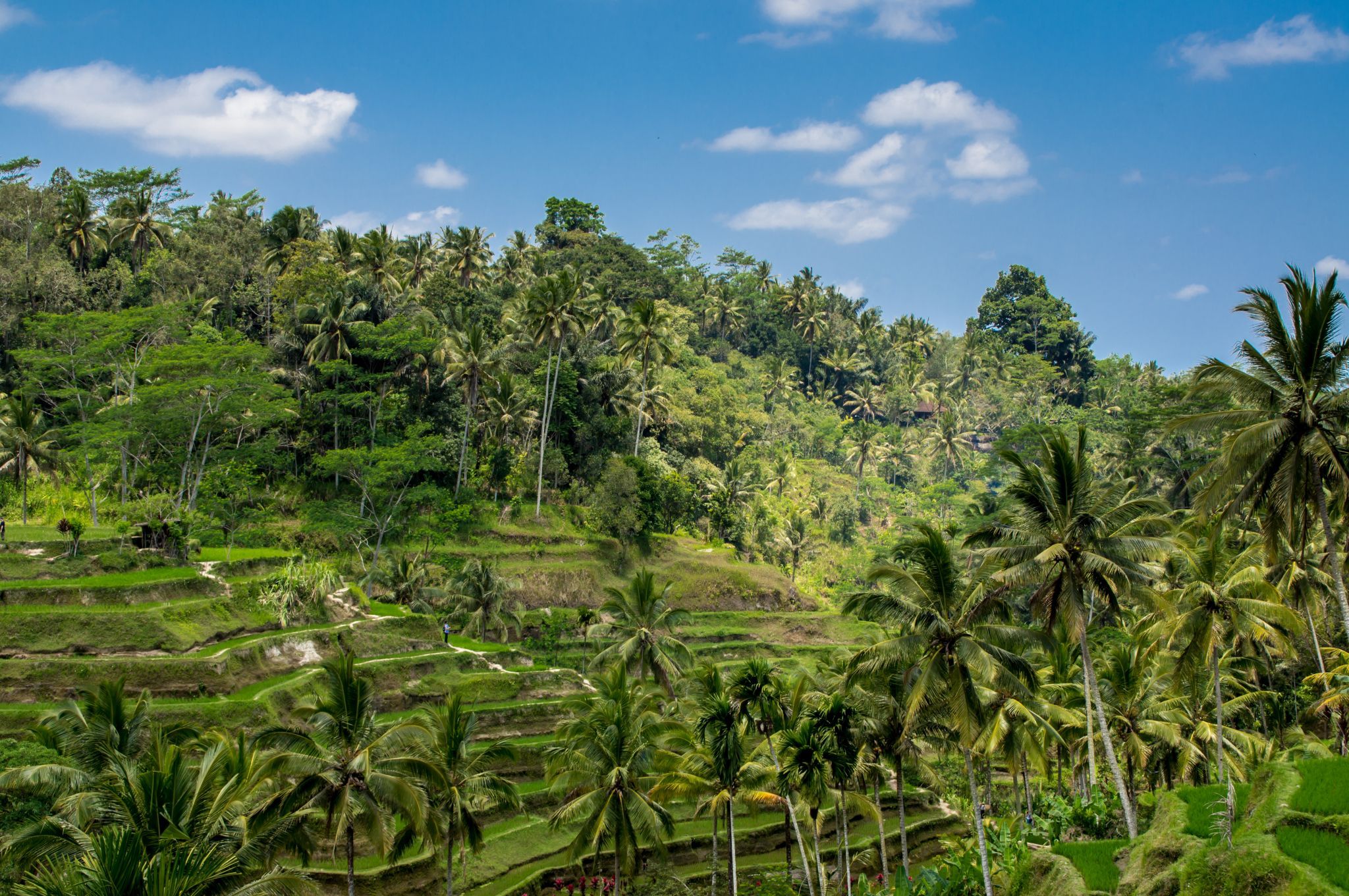 View to the Tegallalang Rice Terraces in Bali, Indonesia
