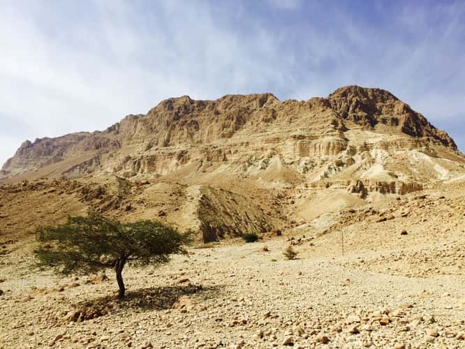 A tree in the dessert