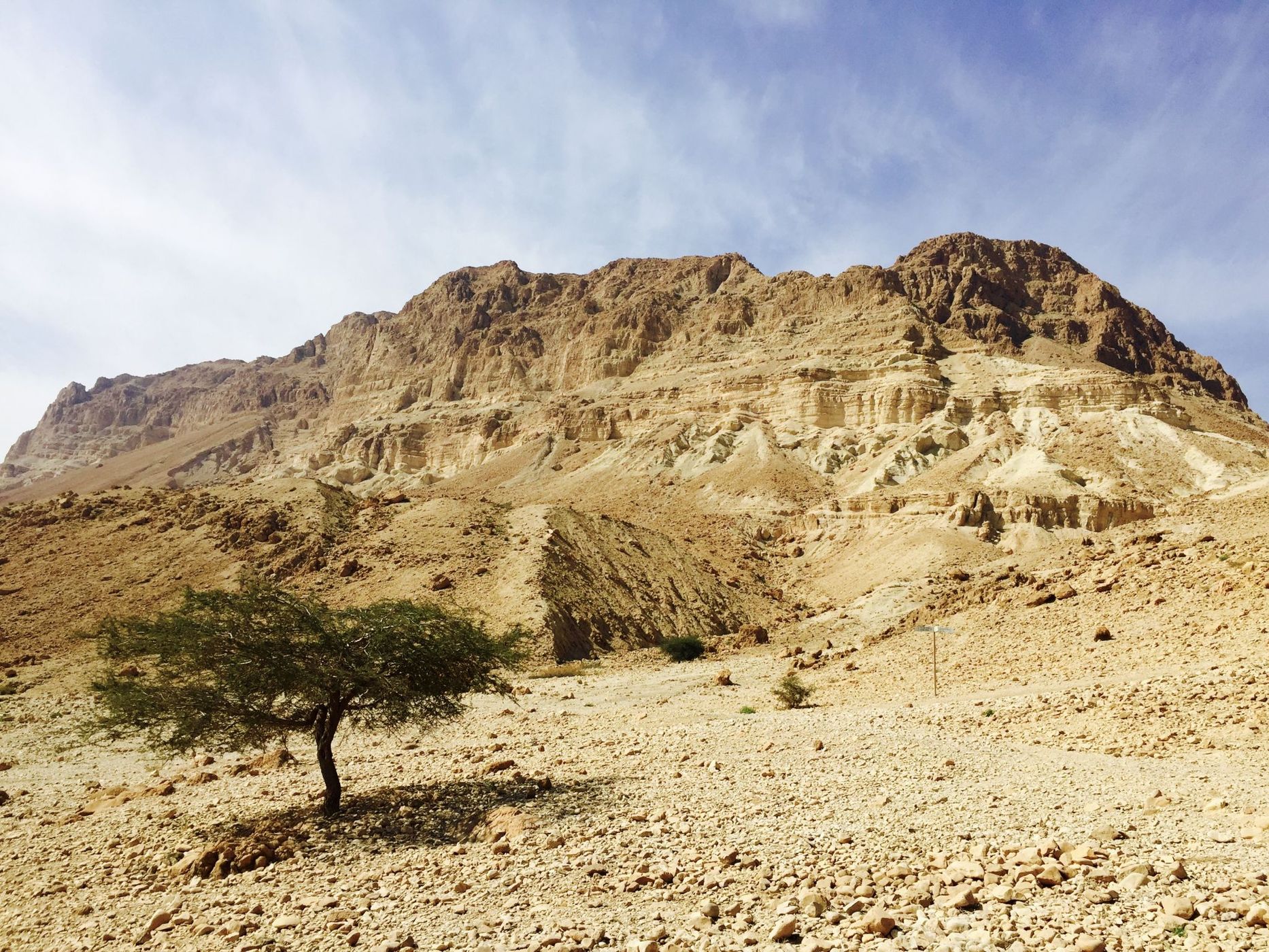 A tree in the dessert, Israel