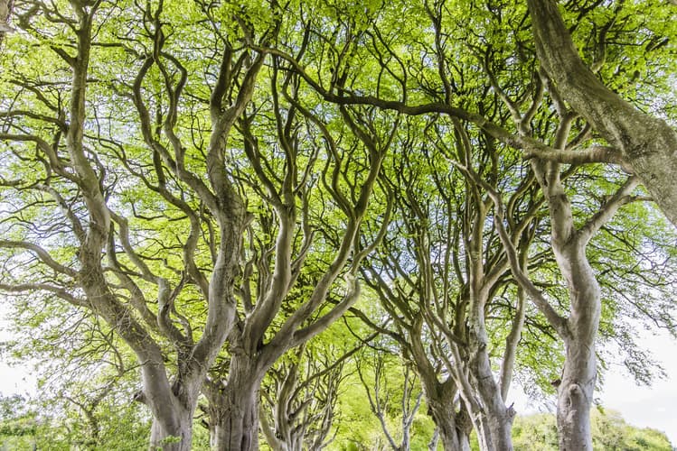 Dark Hedges